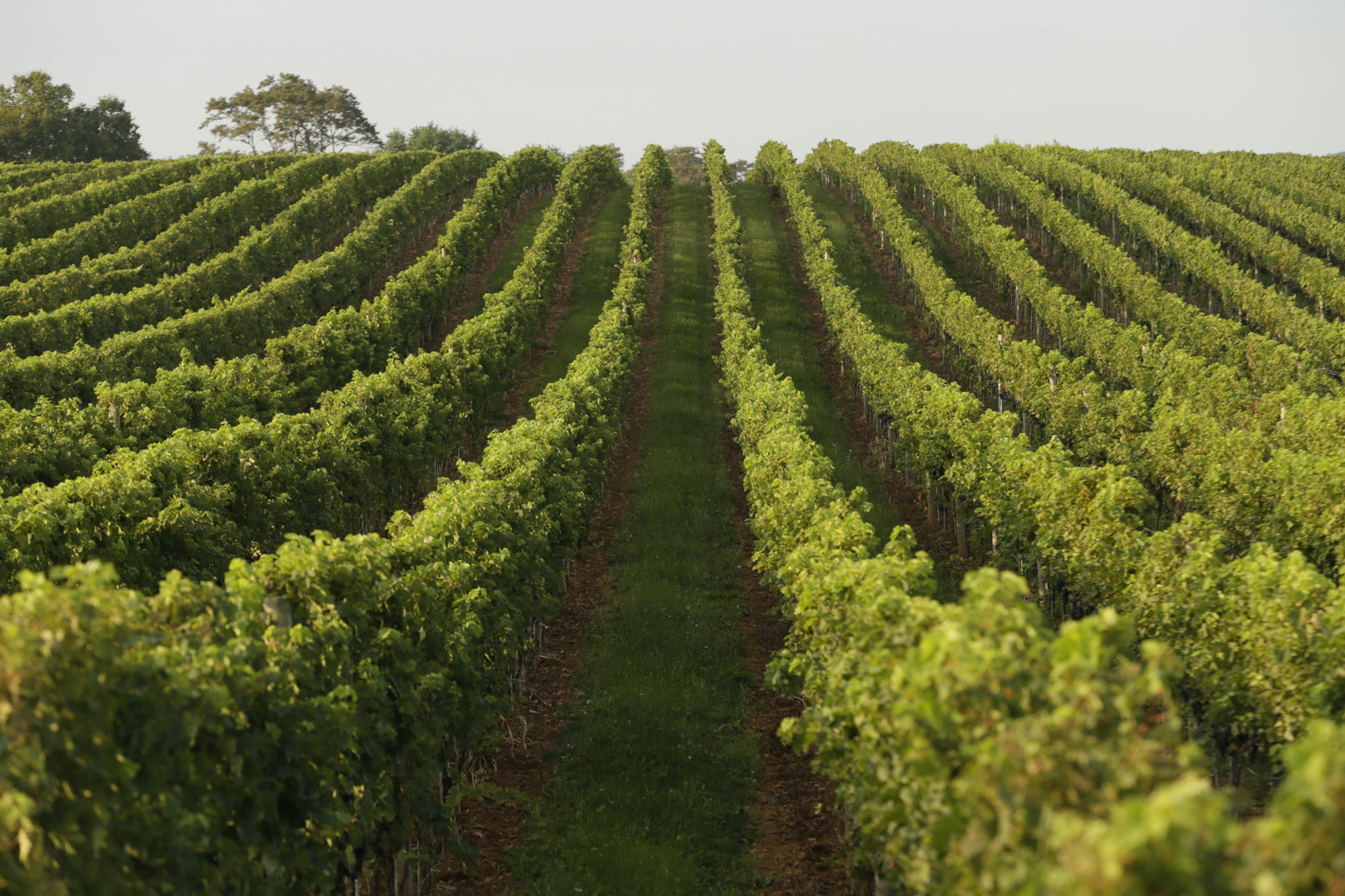 what-to-consider-when-planting-your-own-vineyard