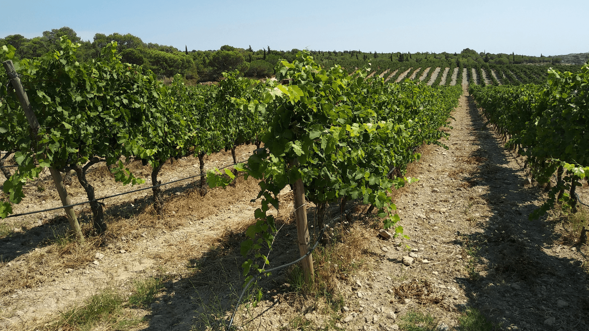 What to consider before planting your own vineyard