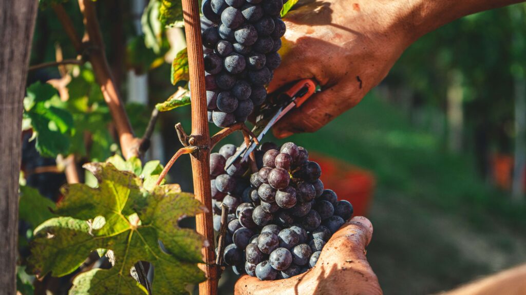 Grape harvest