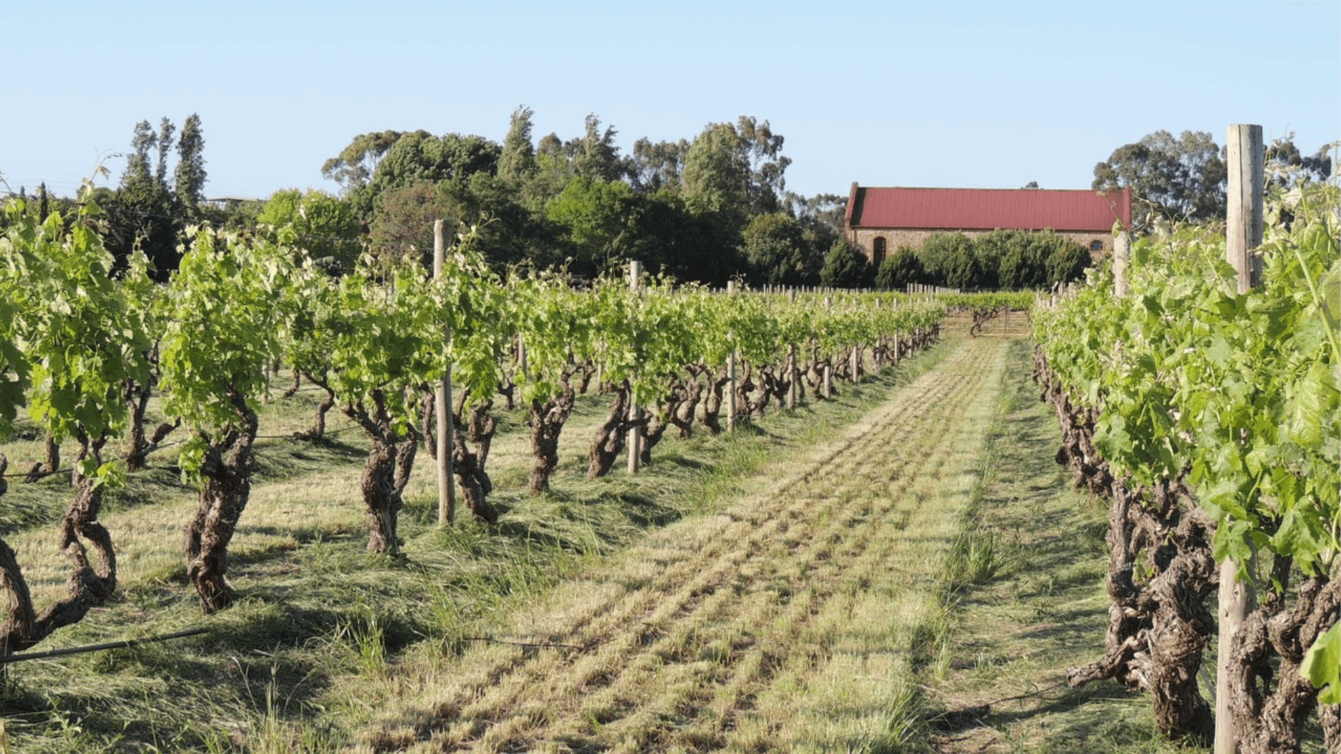 Integrated Pest Management in the vineyard