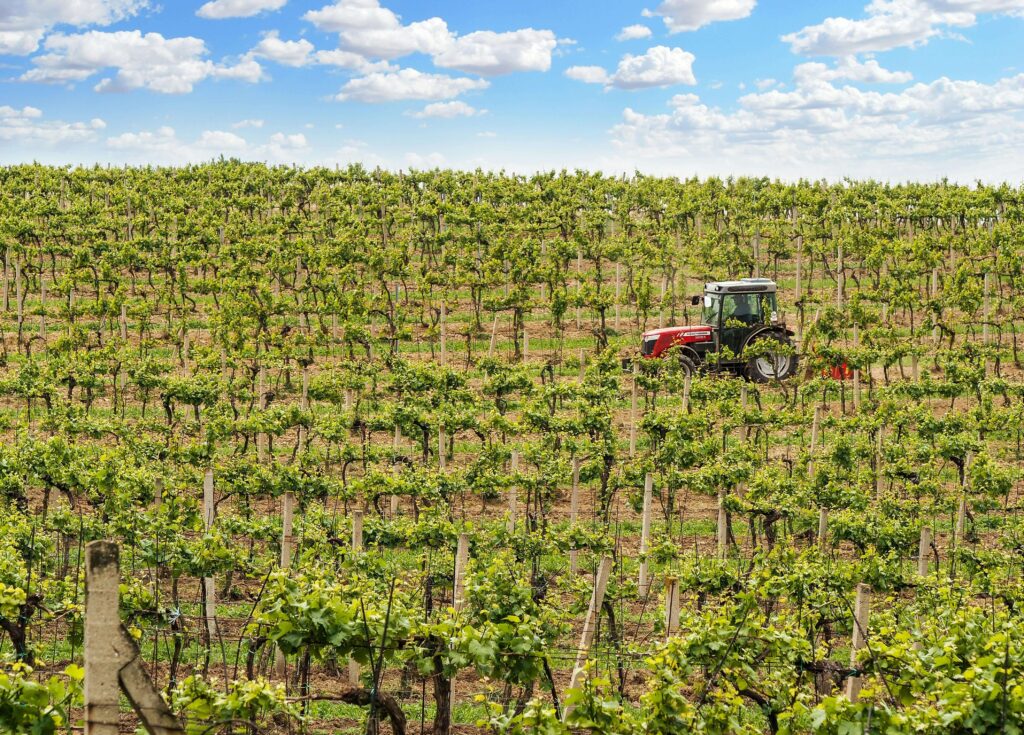 Vineyard floor management