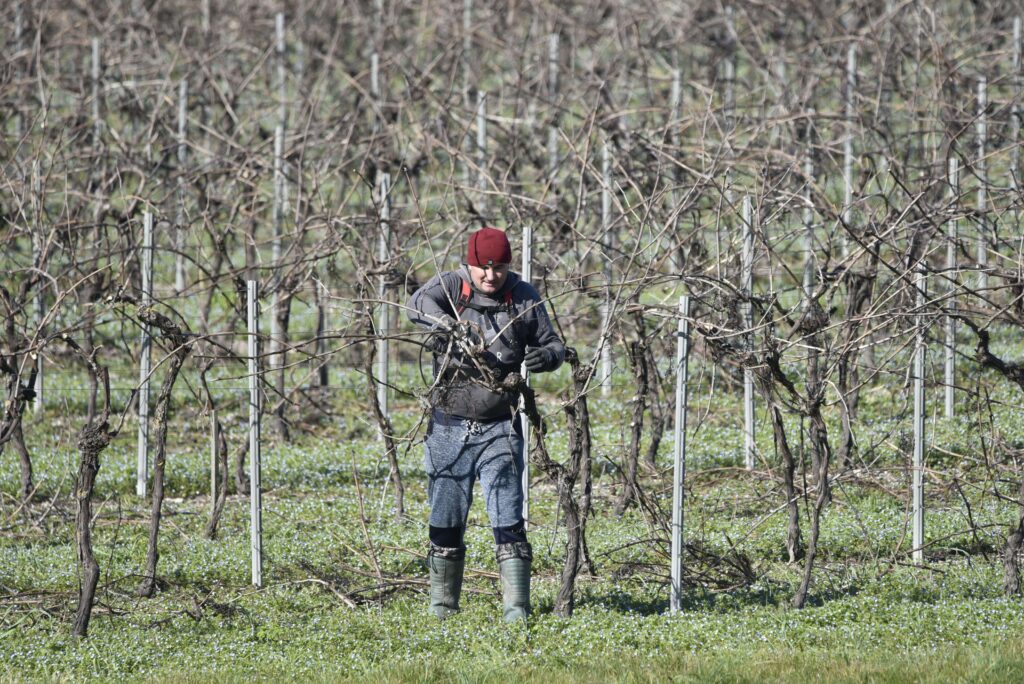 pruning grapevines