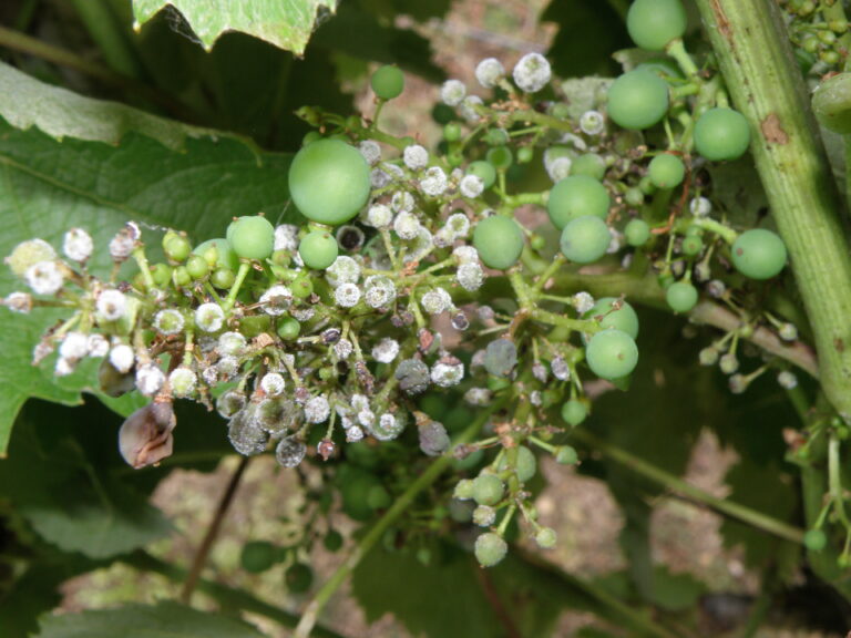 Downy mildew – a primary infection – eVineyard blog