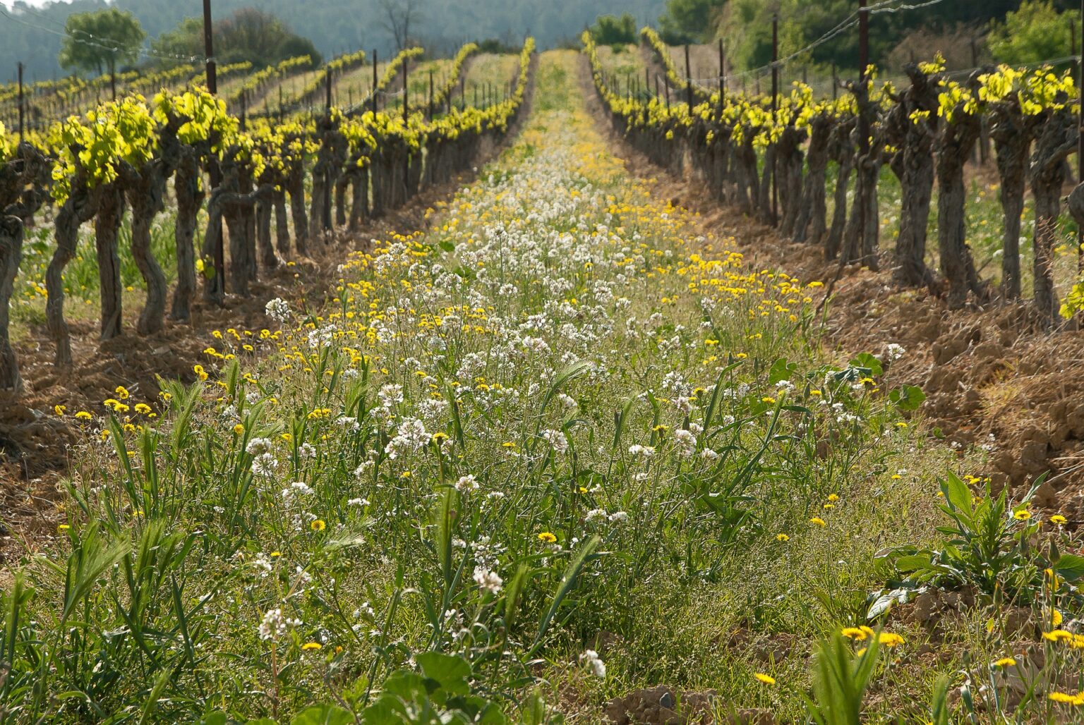 cover-cropping-alternative-to-herbicide-use-in-the-vineyard