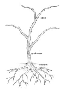 Structure and function of grapevine root system – eVineyard blog