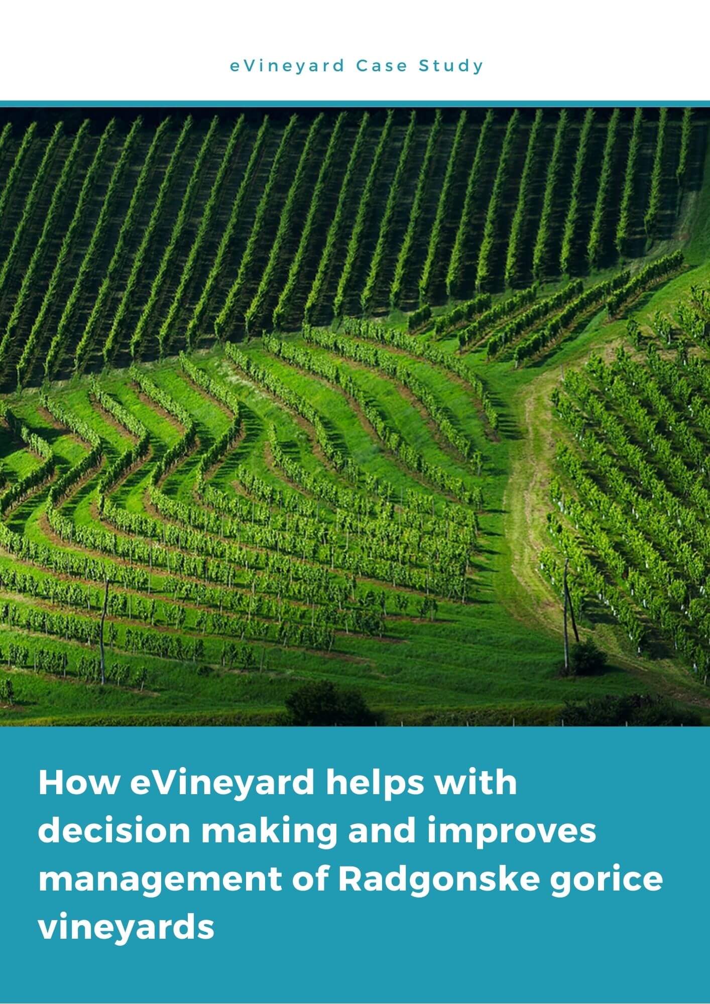 thesis on vineyard