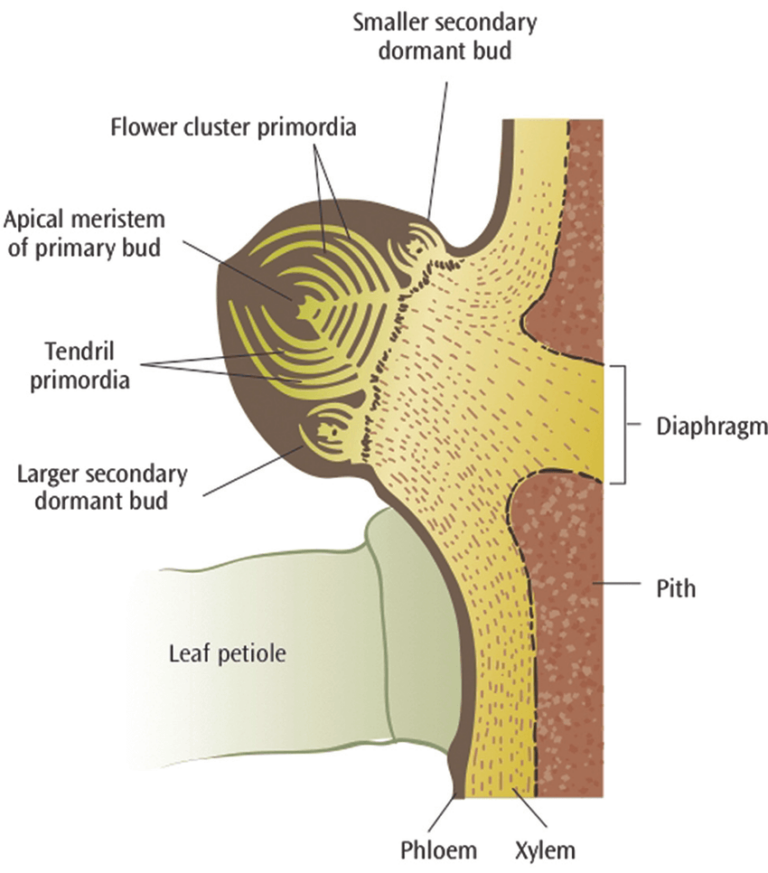 Grapevine flower development and structure – eVineyard blog