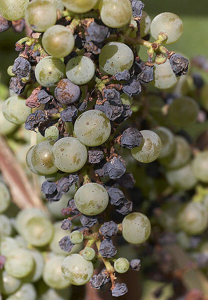 Black rot (Guignardia bidwellii)