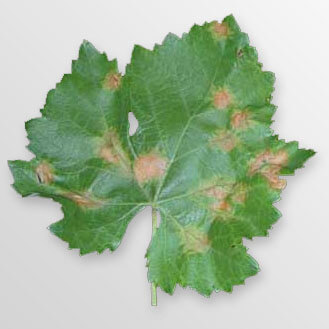 Downy Mildew (Plasmopara viticola)