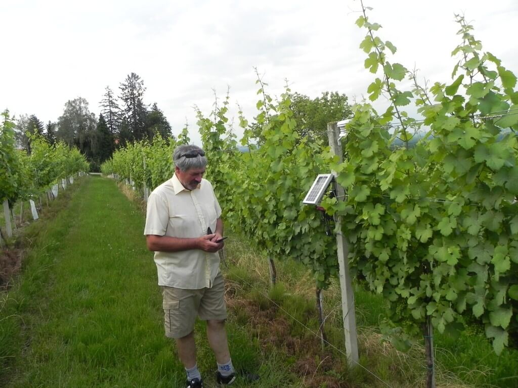 Case study on vineyard decision making